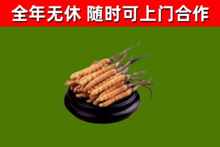 廊坊回收散虫草
